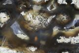 Agatized Fossil Coral Geode - Florida #105325-1